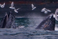 Humpback Whales Bubble Net fishing