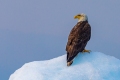 Bald Eagle Surveying On Top of Iceberg