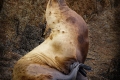 Steller Sea Lion