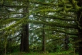 Mossy Tree in Forest