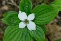 Bunchberry (Dwarf Dogwood)