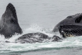 Humpback Whales Bubble Net fishing