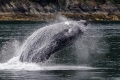 Humpback Whale Breaching