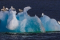 Gulls Riding On An Iceberg