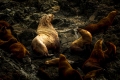 Steller Sea Lion  Harem