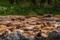 Steller Sea Lion Colony