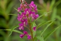 Fireweed Blossom