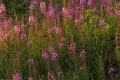 Fireweed