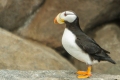 Horned Puffin