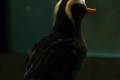 Tufted Puffin