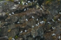 Black Kittiwake Rookery