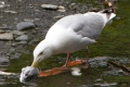 Gull Enjoying Meal On River edge