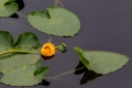 Yellow Pond-Lily