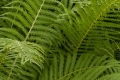 Fern