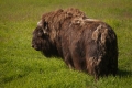 Muskox