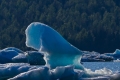 Floating Iceberg At Mendenhall Glacier