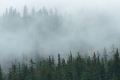 Foggy  Sitika Spruce Trees