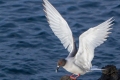 Swallow-Tailed Gull