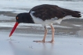 Oystercatcher (Gotcha !)