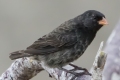 One of Darwin's 13 Finches