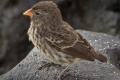 Another of Darwin's 13 Finches