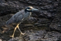 Yellow Crowned Night Heron