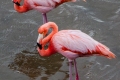 Flamingos