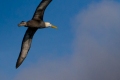 Waved Albatross on the move