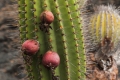 Candelabra cactus with fruits