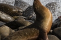 Sea Lion Negotiating Rocky Shore