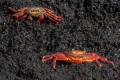 Sally Lightfoot Crabs