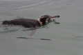 Galapagos Penguin (Second Smallest)