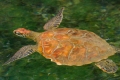 Green Turtle (Orange Morph)