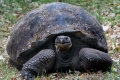 Galapagos Tortoise