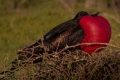 Frigate Bird (Male) courting