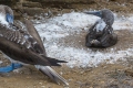 Blue footed booby nest