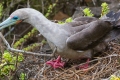 Red Footed booby