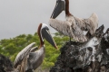 Brown Pelicans