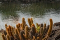 Lava Cactus