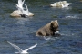 Katmai Bears