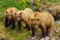 Older Cubs (2-3 years) With Mama