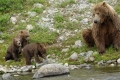 Spring Cubs With MAma