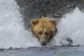 Bear Diving Into School Of Salmon For A Catch