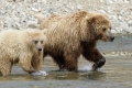 Mama And Cub Going Fishing