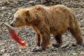 Cub Running Away With Catch From Siblings