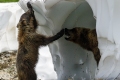 Cub And Mama Playing In Ice Cave