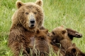 Spring Cubs Nursing