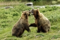 Older Cubs (Mama Kicks Them Out After # years) Practicing fighting