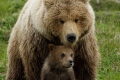 Mama Giving Safe Haven For her Cub