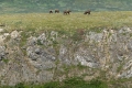 Playful Bears